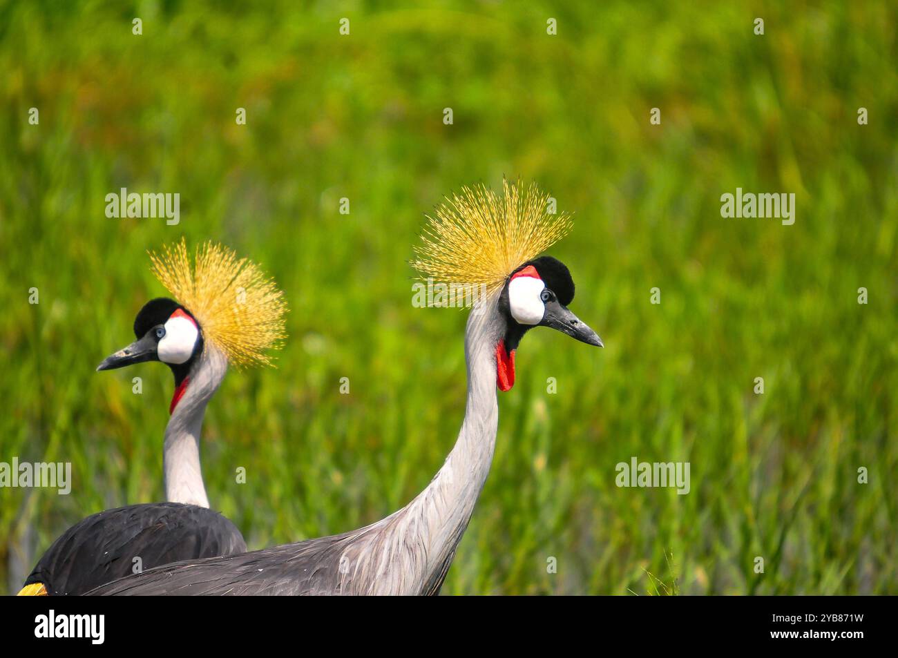 Une paire de grues couronnées grises ( Balearica regulorum) dans le parc national de Murchison Falls - Ouganda Banque D'Images