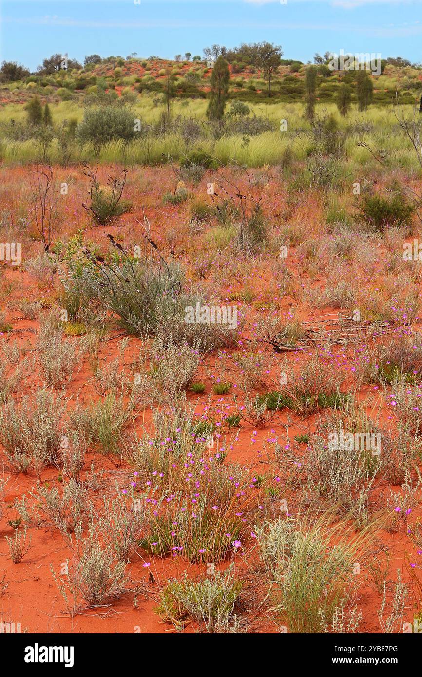 Paysage aride de l'Australie's red centre abloom après la pluie Banque D'Images