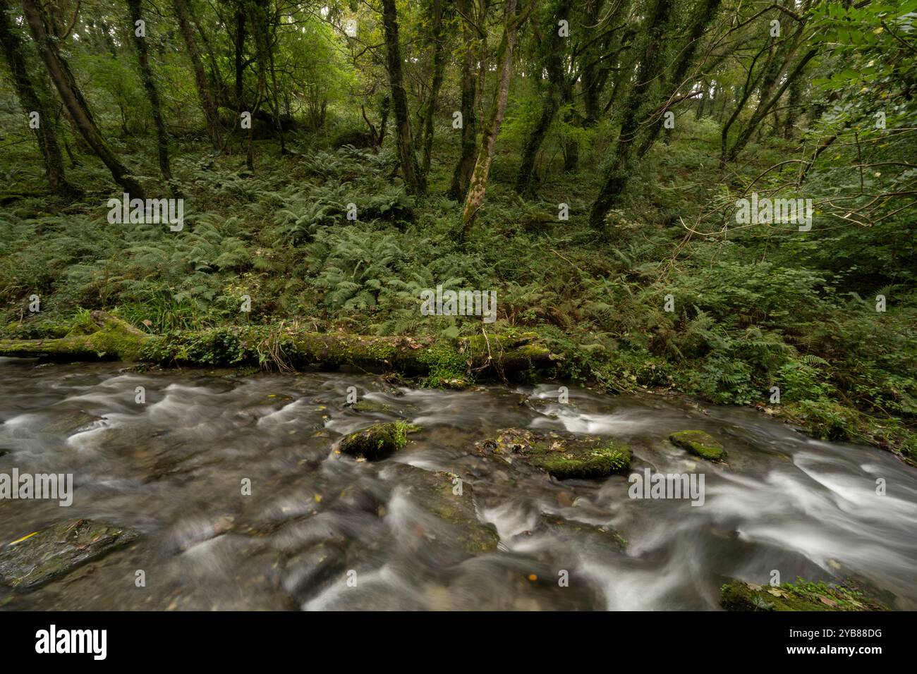 Forêt tropicale tempérée. Rocky Valley, Tintagel, Cornouailles, Royaume-Uni Banque D'Images