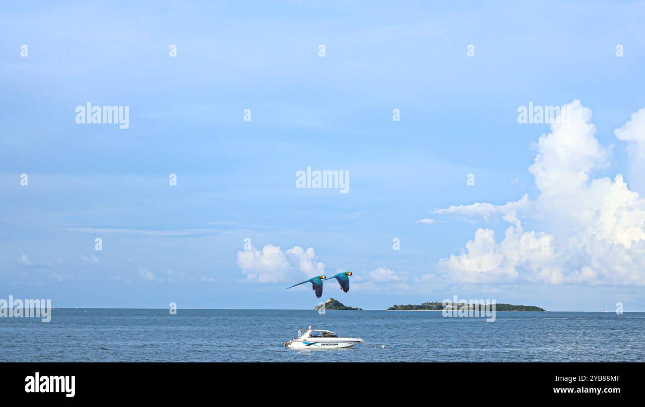 Les aras arlequins multicolores bleus et jaunes volent à travers le ciel sur fond d'océan et de yachts. Oiseaux flottant librement. Photo de stock Banque D'Images