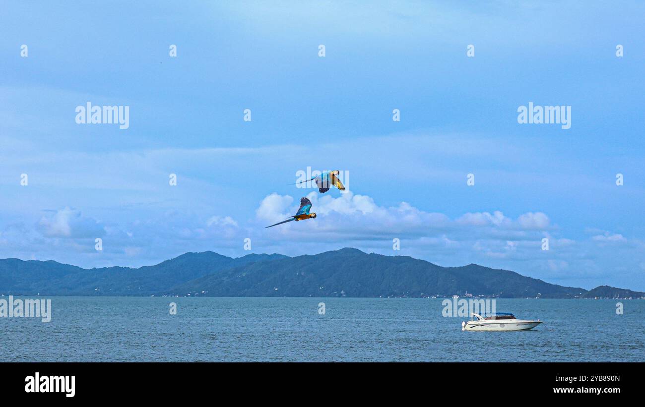 Les aras arlequins multicolores bleus et jaunes volent à travers le ciel sur fond d'océan et de yachts. Oiseaux flottant librement. Photo de stock Banque D'Images