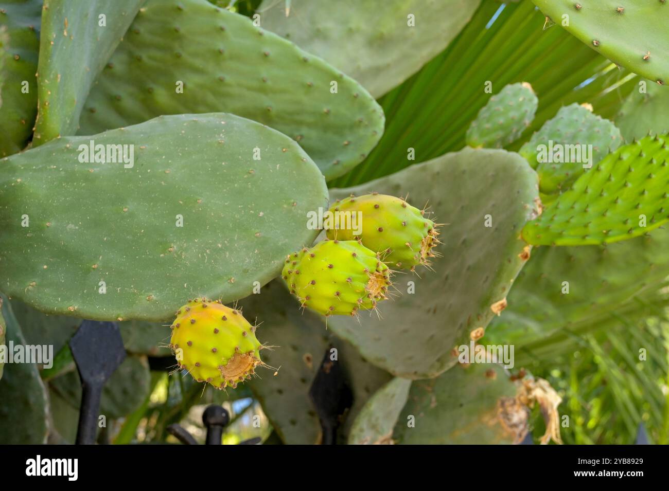 Vue rapprochée d'un cactus de barbarie ou d'un fruit de cactus Opuntia Banque D'Images