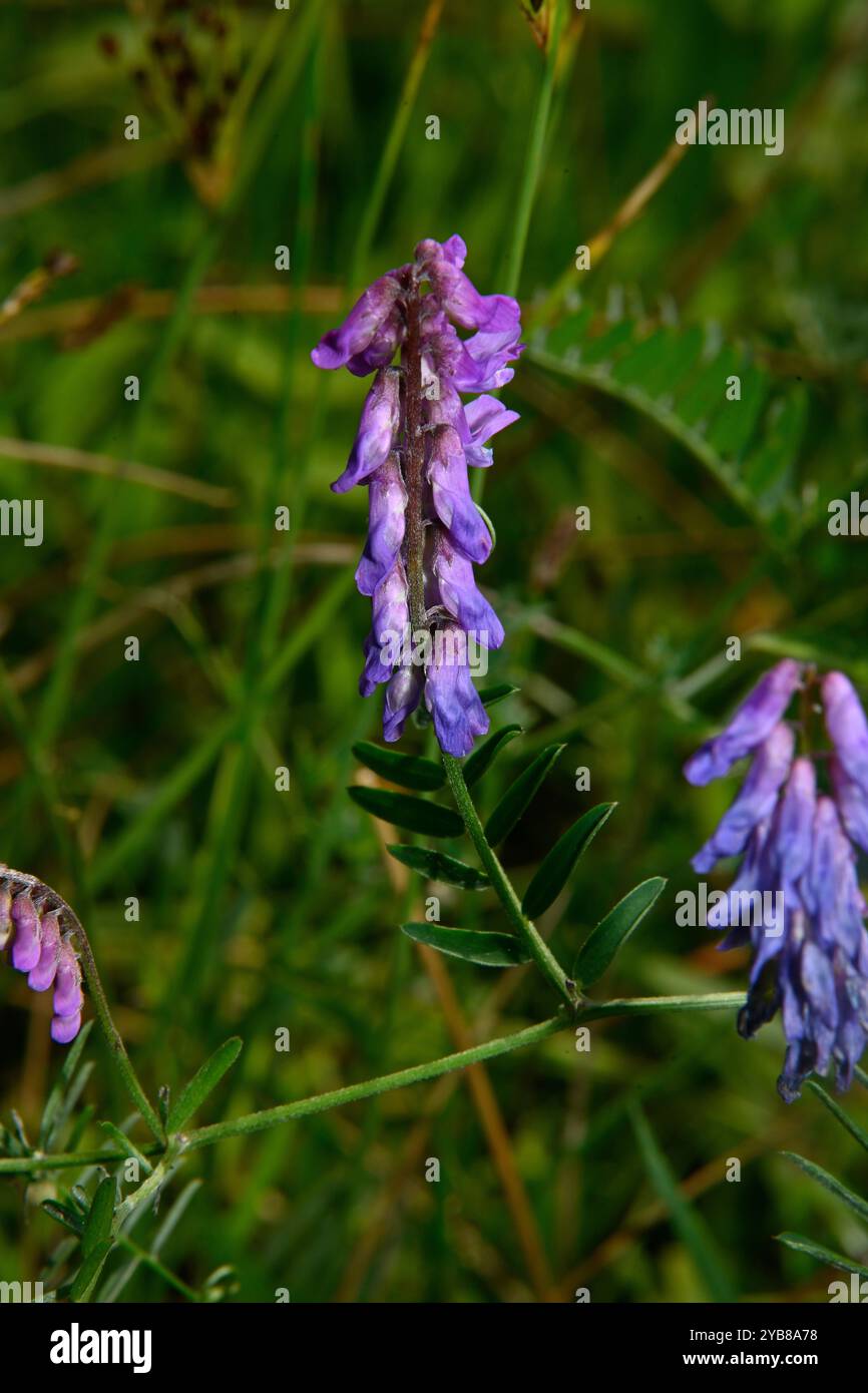 Vesce d'oiseau, Vicia cracca, poussant à travers le couvert du sol par le canal. Feuilles opposées et fleurs violettes. Arrière-plan naturel. Banque D'Images