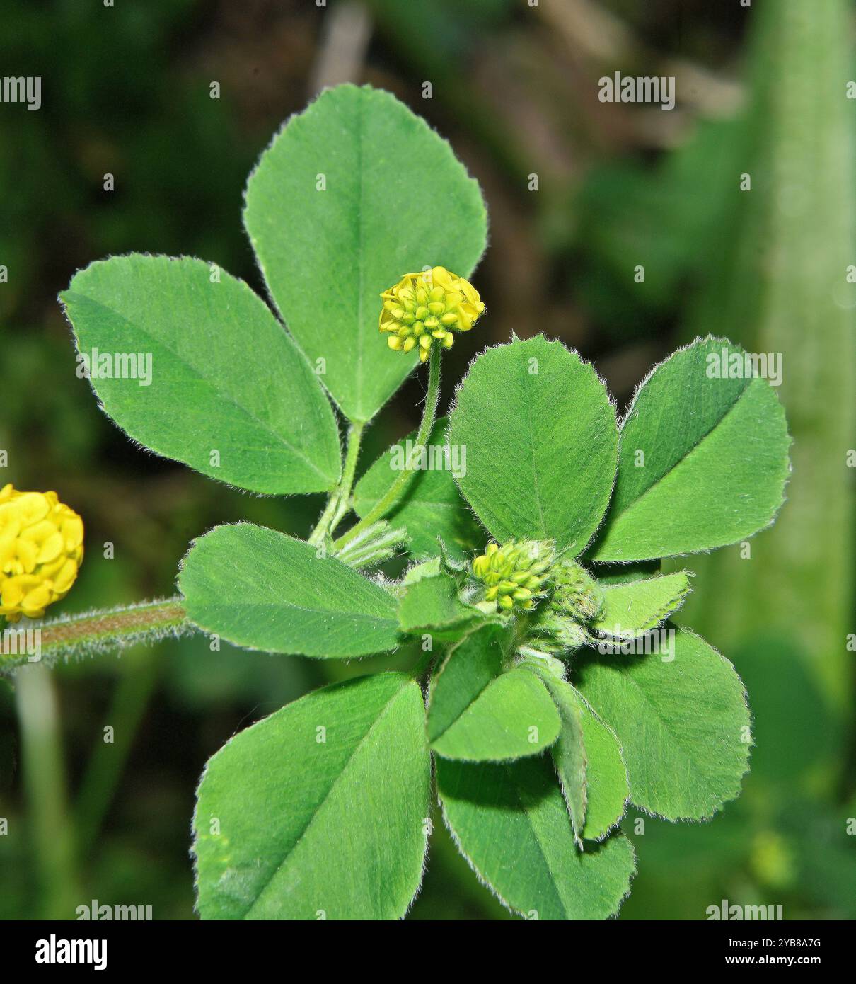 Un gros plan bien focalisé de Black Medick, Medicago lupulina, dans un cadre naturel. Bons détails des feuilles et des fleurs d'ouverture de Beautiful Plant. Banque D'Images