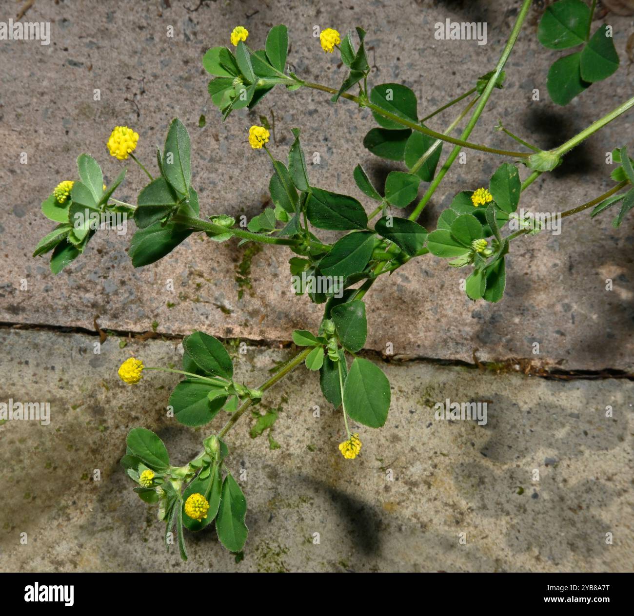 Médick noir, Medicago lupulina, poussant sur une base en béton. Les minuscules fleurs jaunes et les feuilles vert foncé sont bien focalisées. Banque D'Images