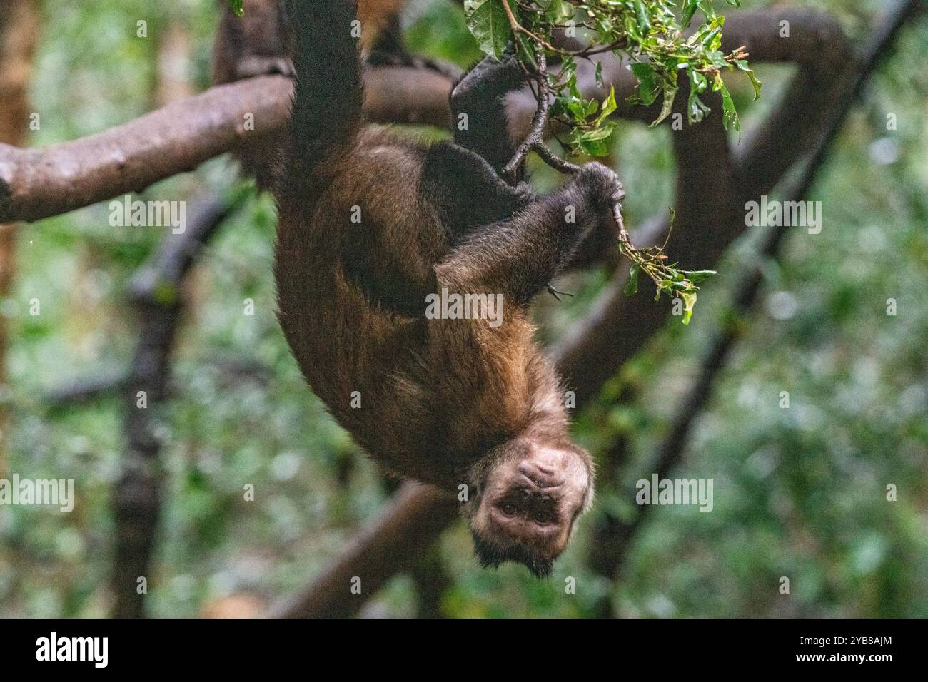 Singe capucin à capuche suspendu à l'envers à une branche du Monkeyland Sanctuary dans la baie de Plettenberg, en Afrique du Sud Banque D'Images