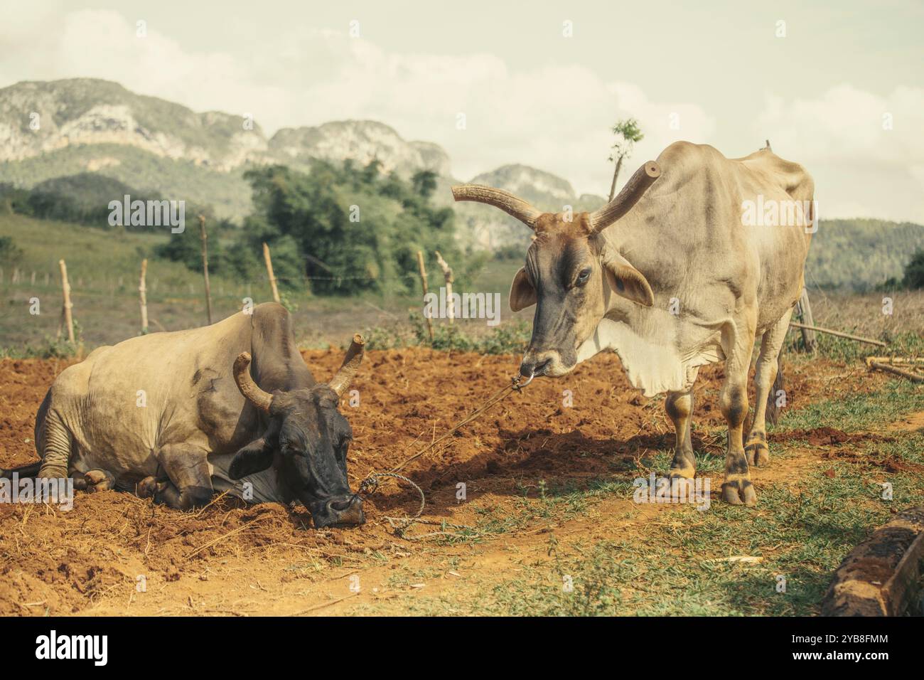 Vaches malnutries à cornes dans une ferme à Vinalles, Cuba Banque D'Images Vaches malnutries à cornes dans une ferme à Vinalles, Cuba Banque D'Images