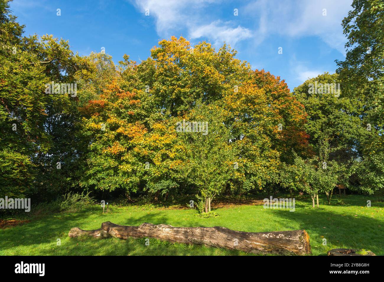 Réservoir Edgbaston à Birmingham en automne soleil qui est utilisé pour alimenter en eau le réseau de canaux Banque D'Images