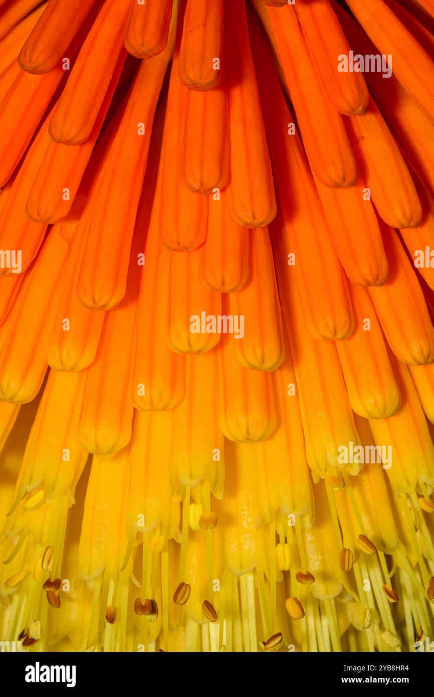 Vue rapprochée de la fleur de poker rouge chaude (Kniphofia) de la famille des Asphodelaceae. D'autres noms incluent tritome, lys de torche et plante de poker. Banque D'Images