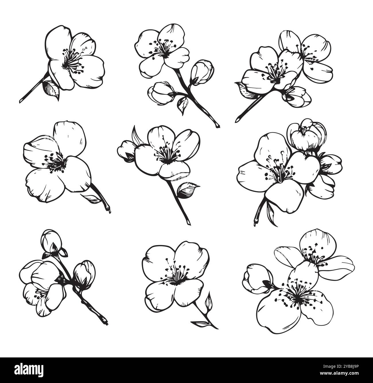 Ensemble de ligne de fleur de sakura Fleur de cerisier japonais dessiné à la main dessin floral noir. Pétale botanique de printemps, feuilles. Illustration vectorielle de plante asiatique Bloom dans le style de contour Illustration de Vecteur