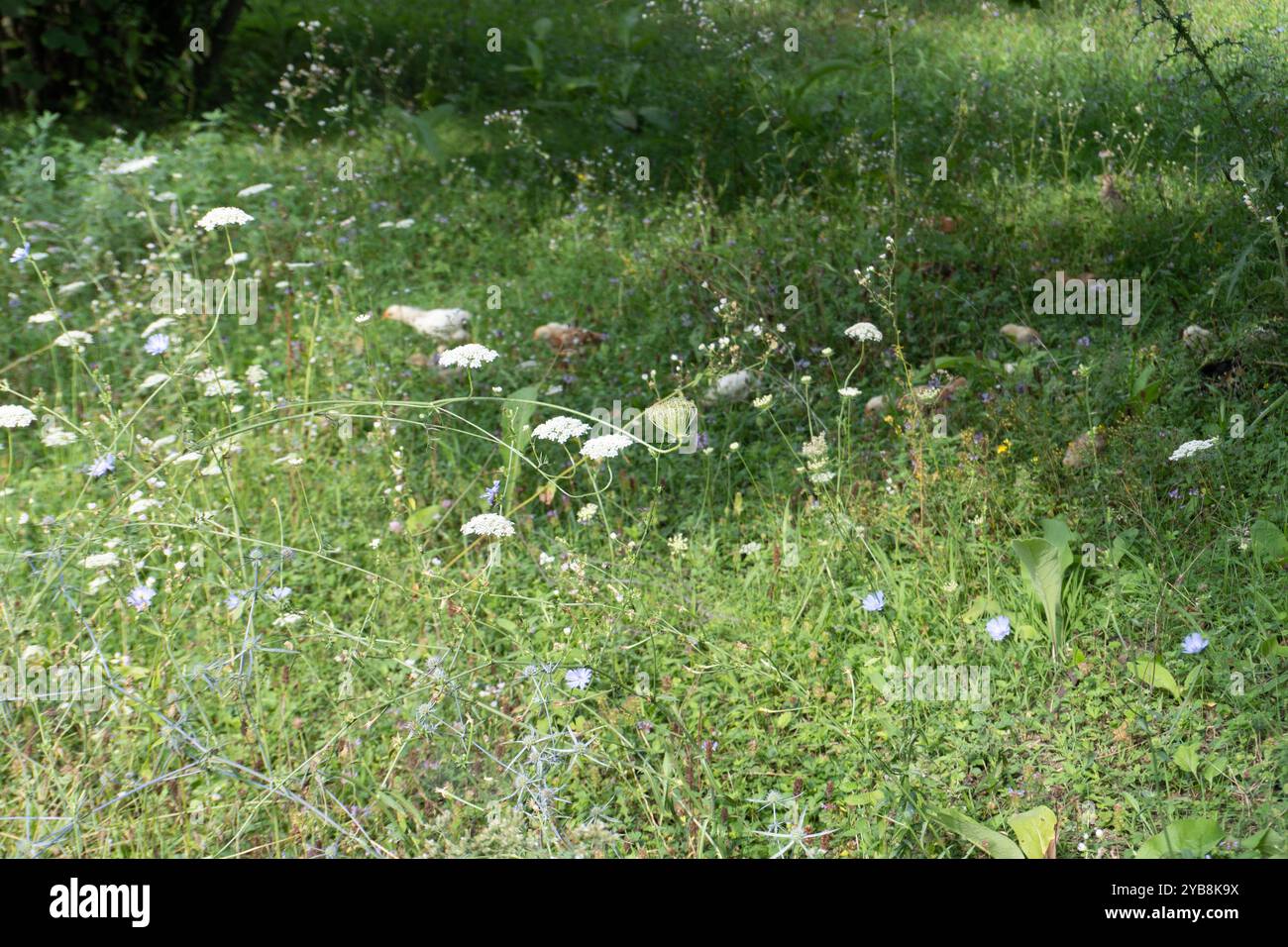 Animaux de dinde sur Meadow. Scène rurale. Banque D'Images