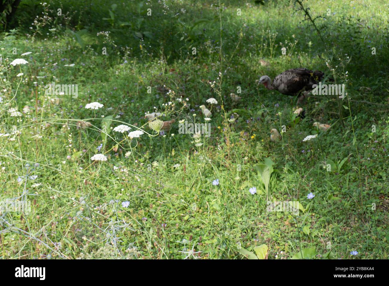 Animaux de dinde sur Meadow. Scène rurale. Banque D'Images