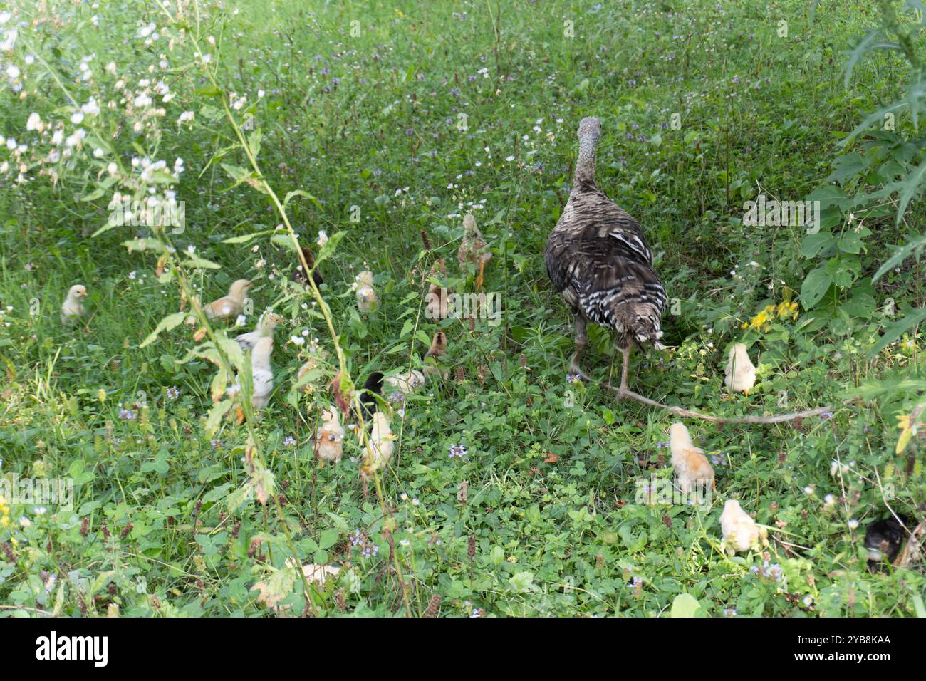Animaux de dinde sur Meadow. Scène rurale. Banque D'Images