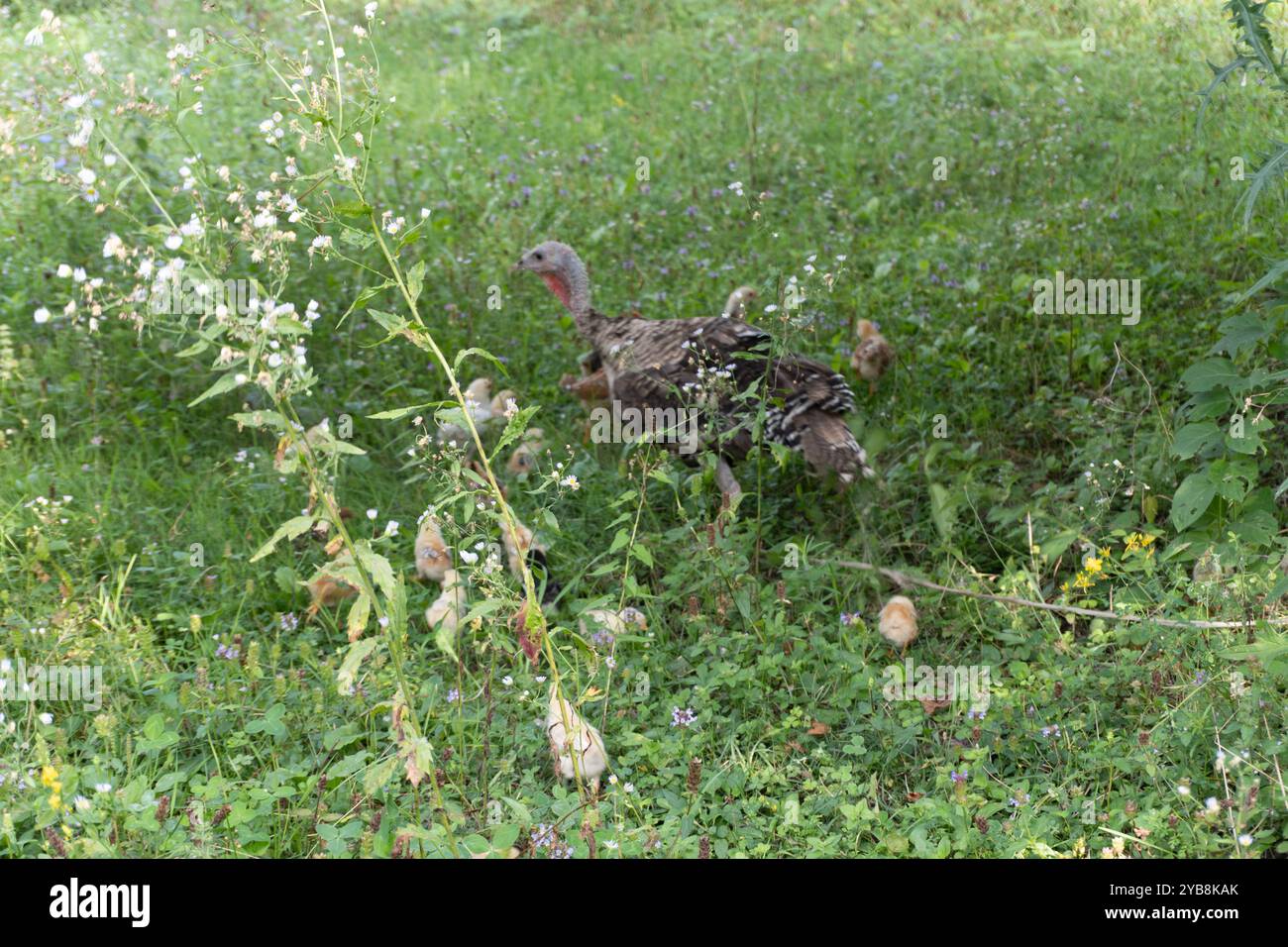 Animaux de dinde sur Meadow. Scène rurale. Banque D'Images