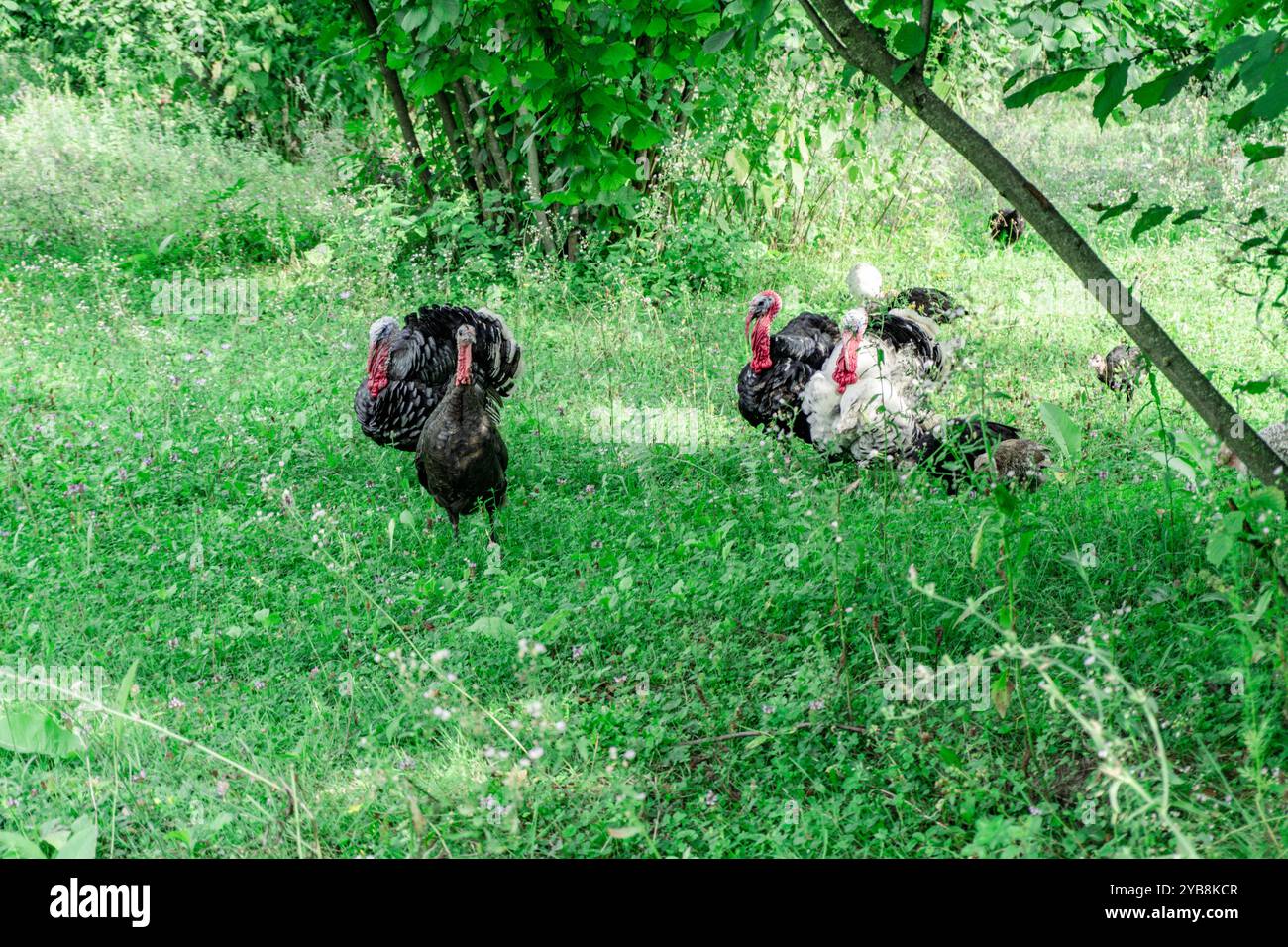 Animaux de dinde sur Meadow. Scène rurale. Banque D'Images