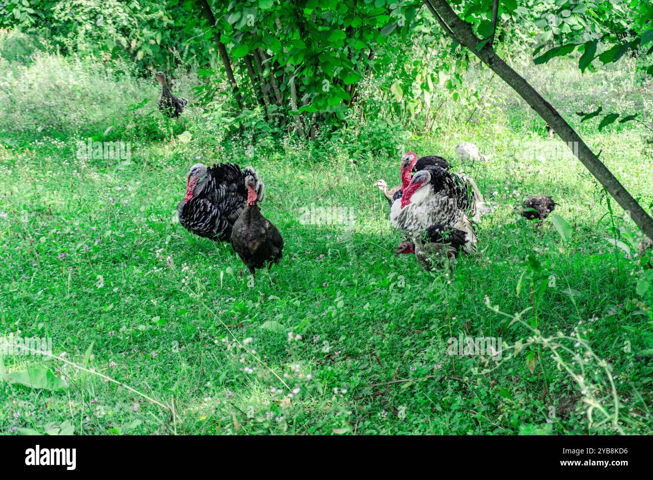Animaux de dinde sur Meadow. Scène rurale. Banque D'Images
