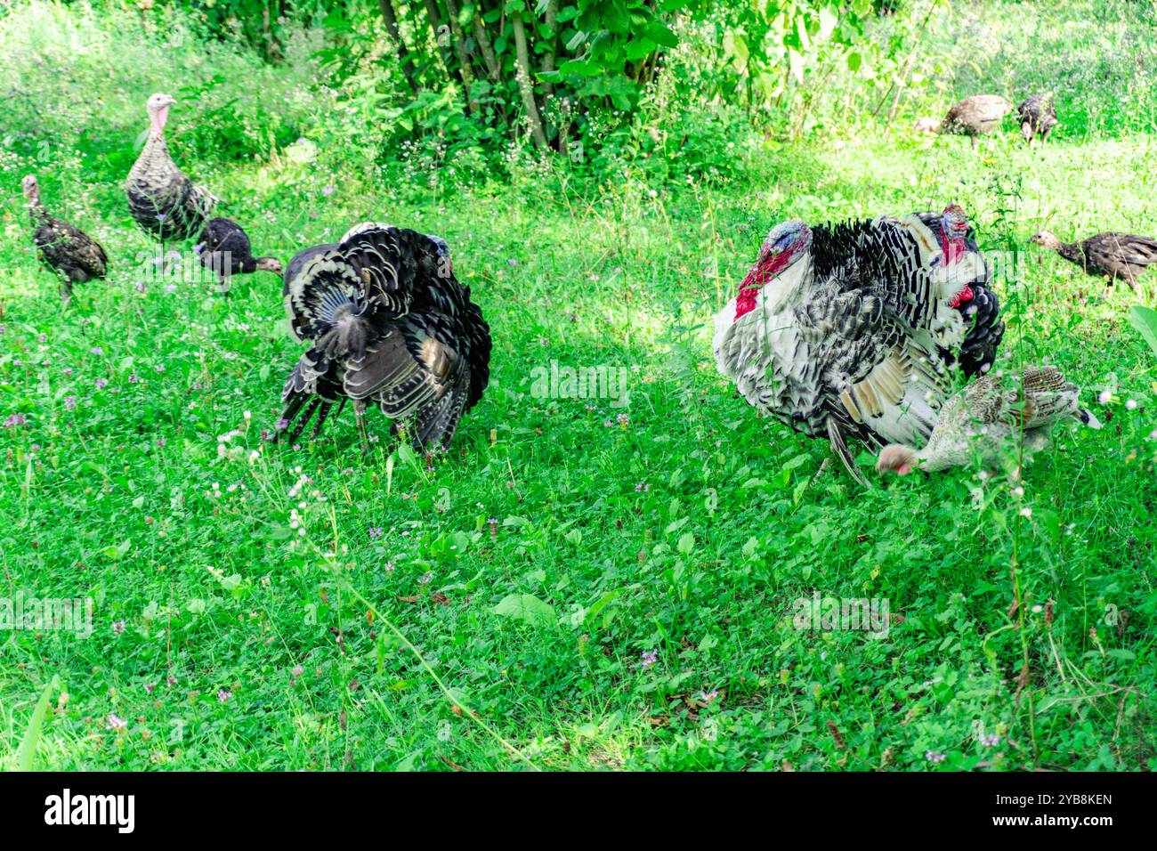 Animaux de dinde sur Meadow. Scène rurale. Banque D'Images
