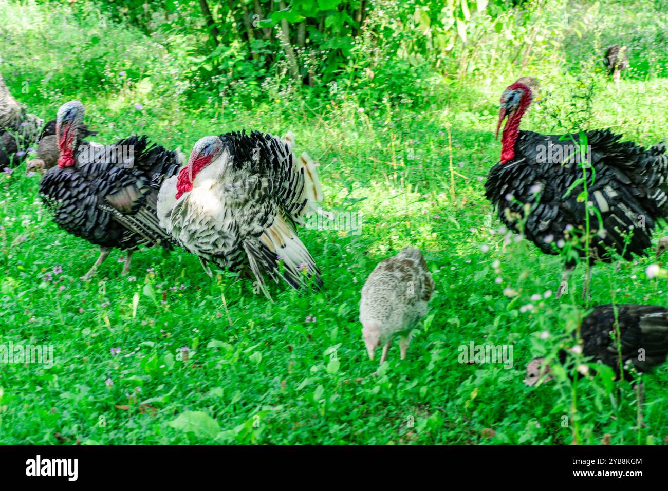 Animaux de dinde sur Meadow. Scène rurale. Banque D'Images