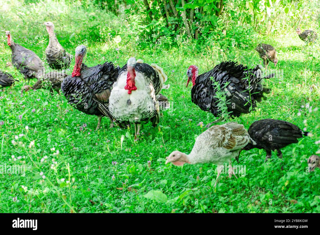 Animaux de dinde sur Meadow. Scène rurale. Banque D'Images