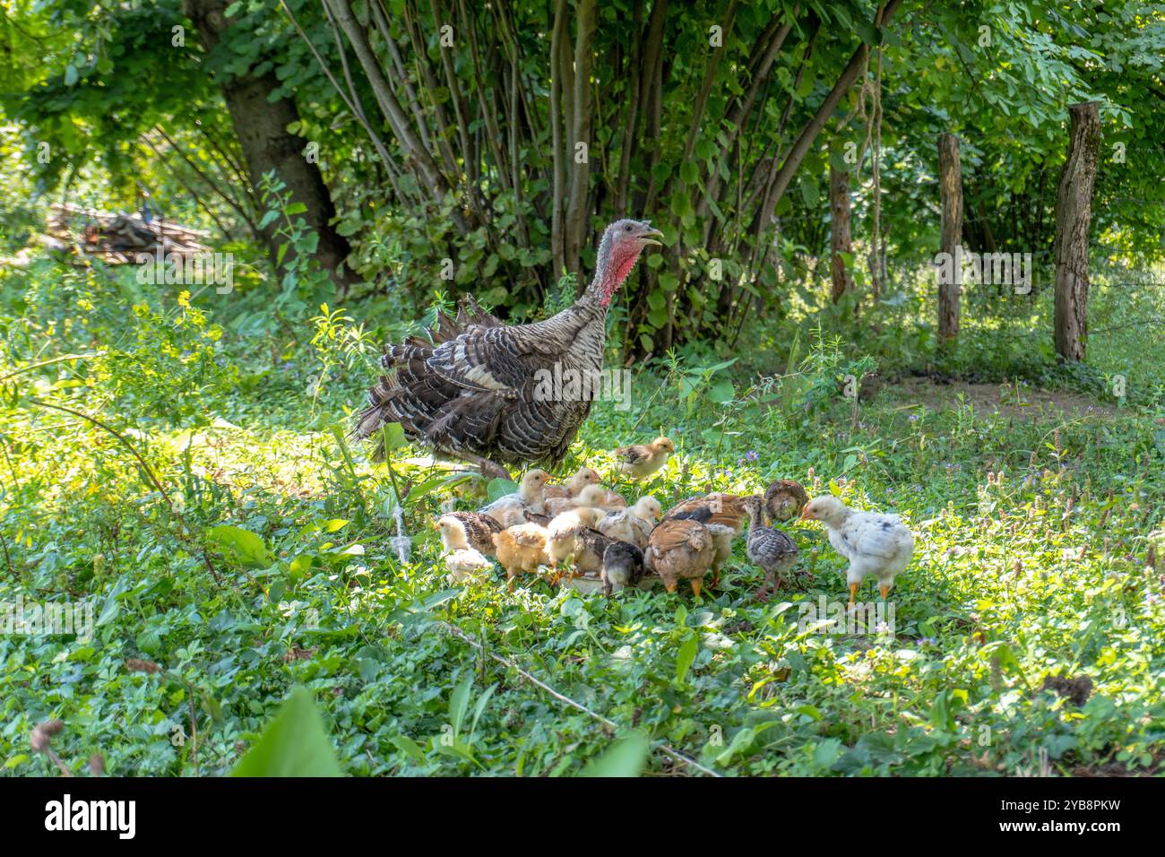 Animaux de dinde sur Meadow. Scène rurale. Banque D'Images