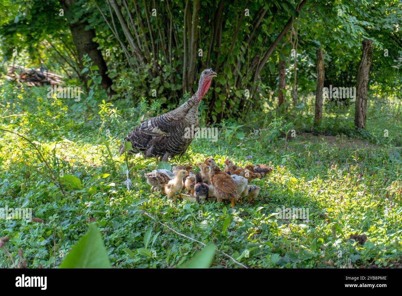 Animaux de dinde sur Meadow. Scène rurale. Banque D'Images