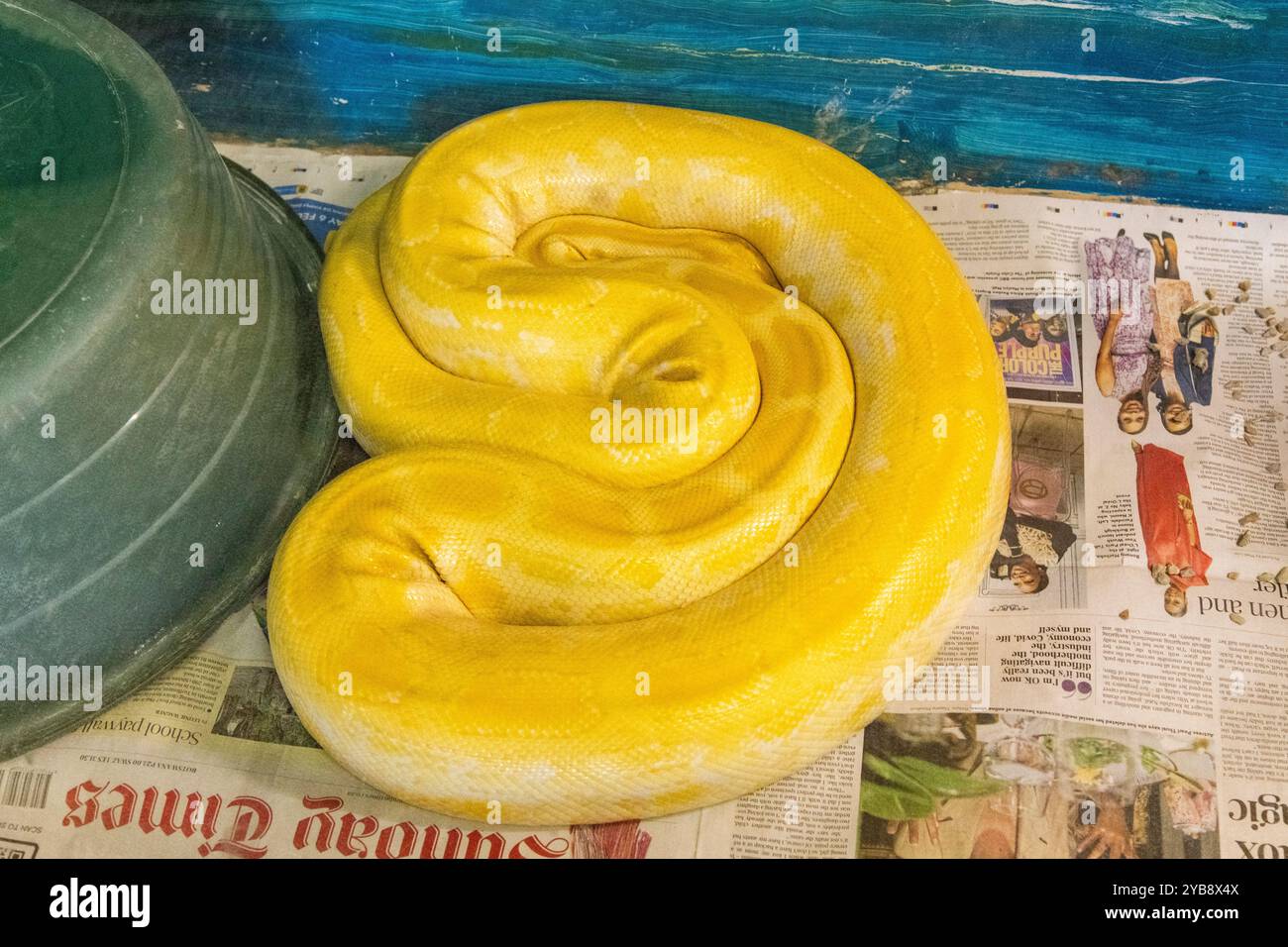 Un grand python jaune enveloppé et enroulé dans son enclos au Lawnwood Snake Sanctuary dans la baie de Plettenberg, en Afrique du Sud Banque D'Images
