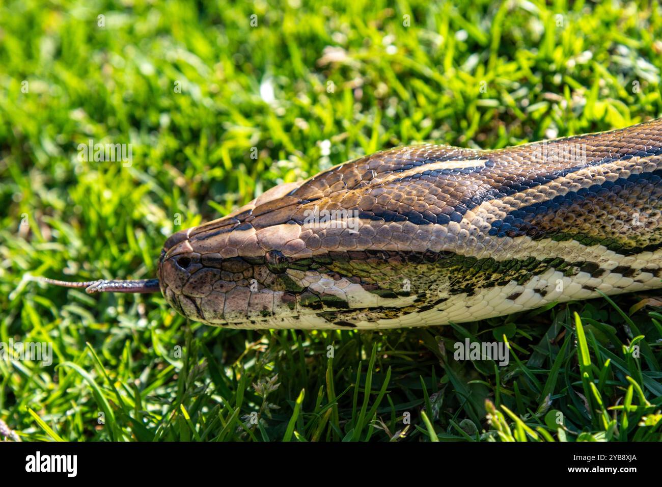 Un python se déplaçant / glissant le long d'un terrain d'herbe au Lawnwood Snake Sanctuary dans la baie de Plettenberg, Afrique du Sud Banque D'Images