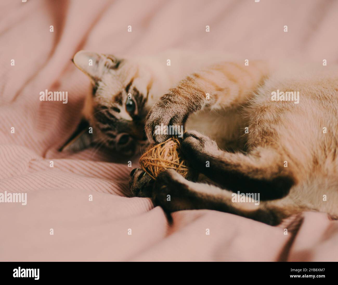 Un chaton tabby mignon et beau est allongé sur un lit moelleux avec une couverture rayée, jouant avec une boule de laine. Quel drôle d'animal de compagnie ! Banque D'Images