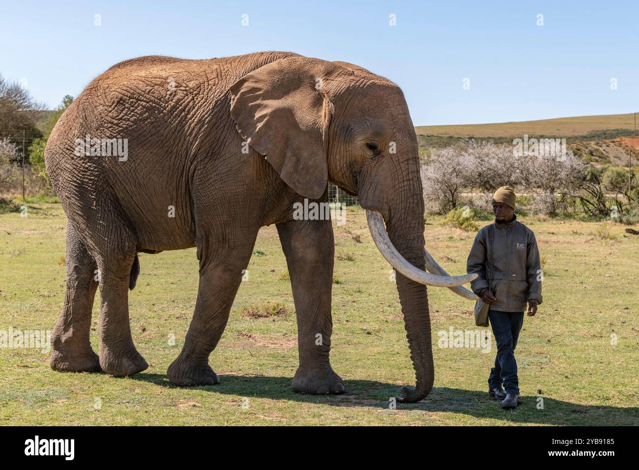 Un employé de garde forestier marchant avec un éléphant à la réserve de gibier Indalu à Mossel Bay, en Afrique du Sud Banque D'Images