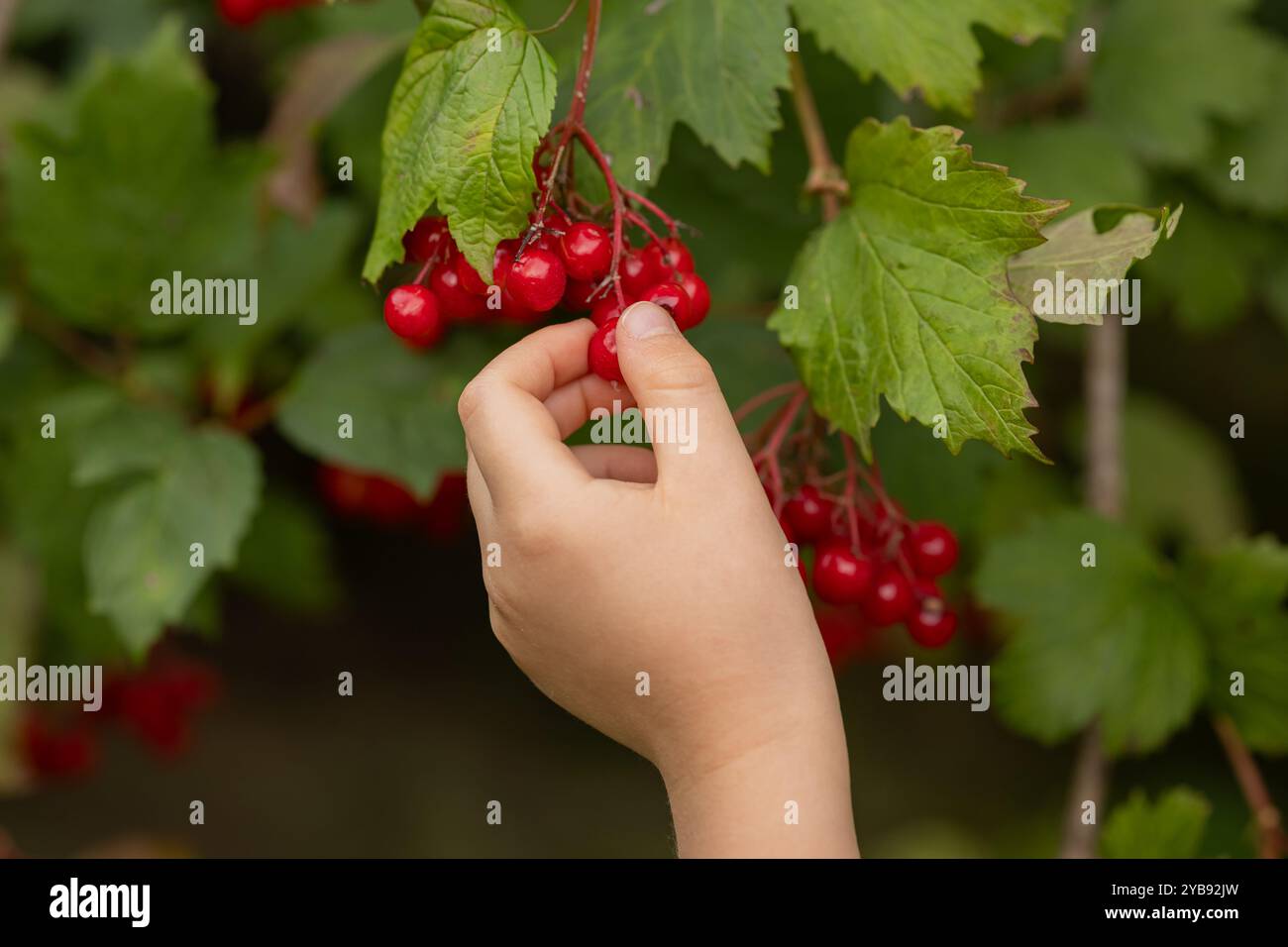 Main de l'enfant cueillant viburnum de baies rouges dans un buisson dans le jardin par une journée ensoleillée. Concept d'agriculture biologique et alimentation saine dans un environnement naturel Banque D'Images