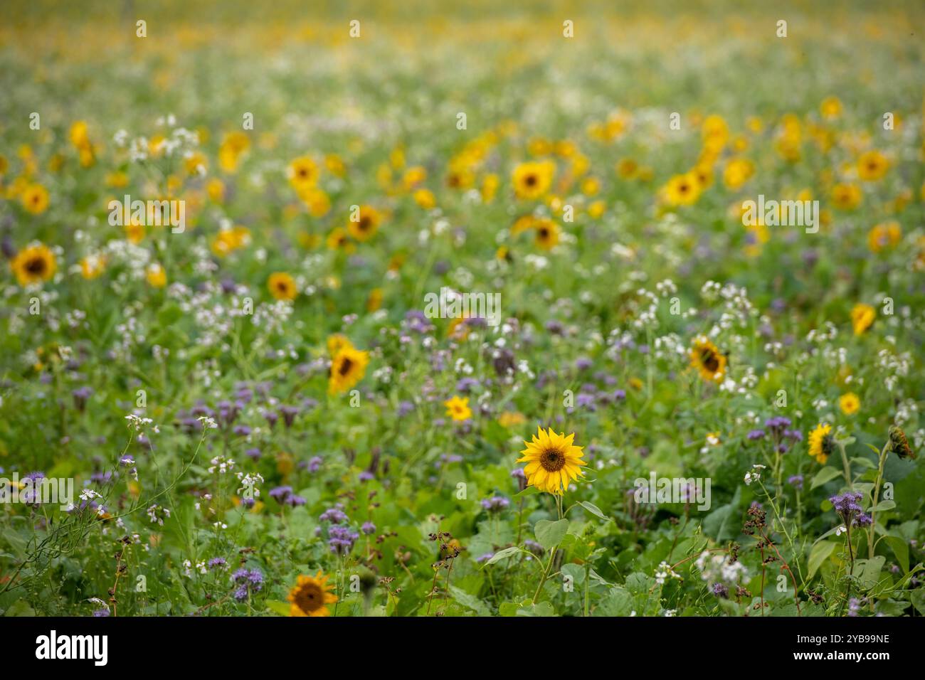 beau champ de tournesols jaune vif avec sélection de fleurs sauvages au début de l'automne ou à la fin de la saison estivale. Banque D'Images