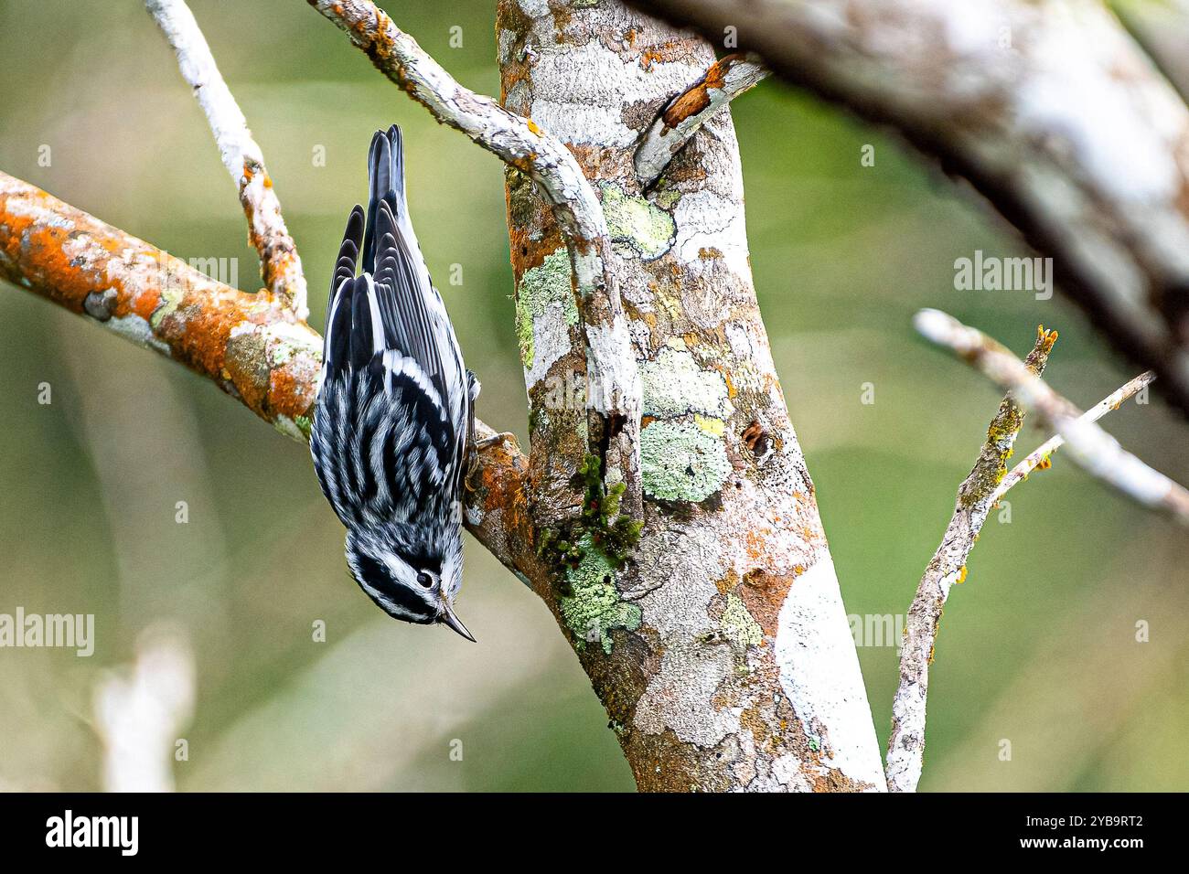 Paruline noire et blanche (Mniotilta varia) o une branche d'arbre à l'envers à la recherche de nourriture Banque D'Images