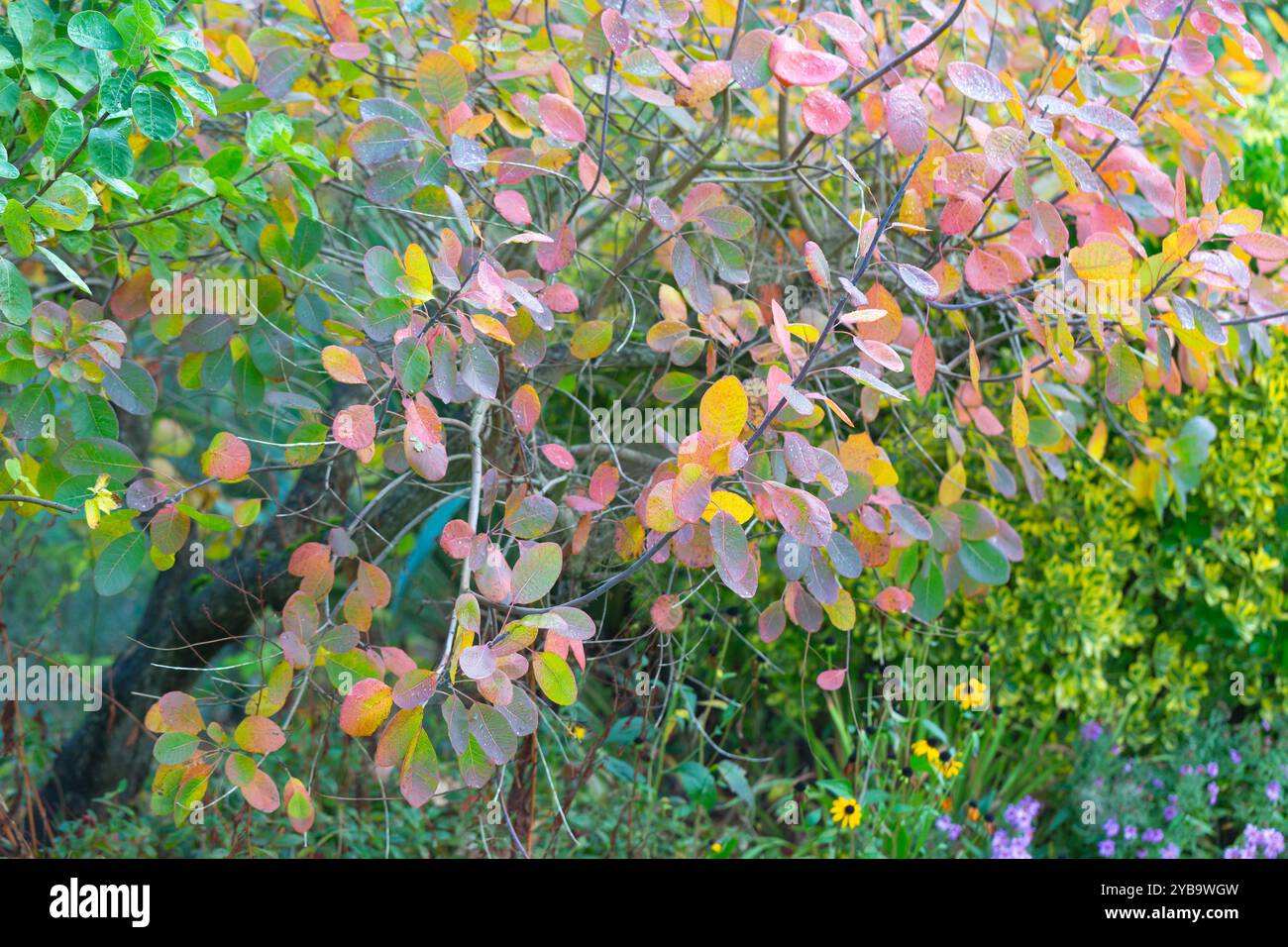 Arbre à fumée, Cotinus coggygria fournit une abondance de couleur fraîche pendant la saison d'automne lorsqu'il est planté le long d'une bordure de jardin, Banque D'Images