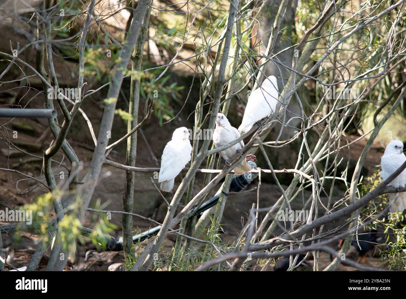la petite corella est un oiseau blanc avec du rouge sur le visage avec un contour d'oeil bleu Banque D'Images