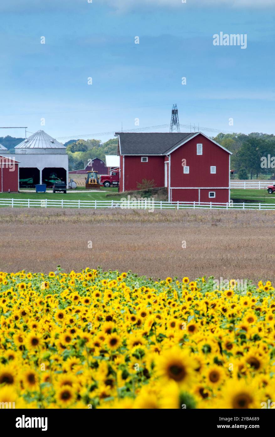 De belles granges rouges se trouvent derrière un grand champ de tournesols dans cette ferme rustique nature morte Banque D'Images