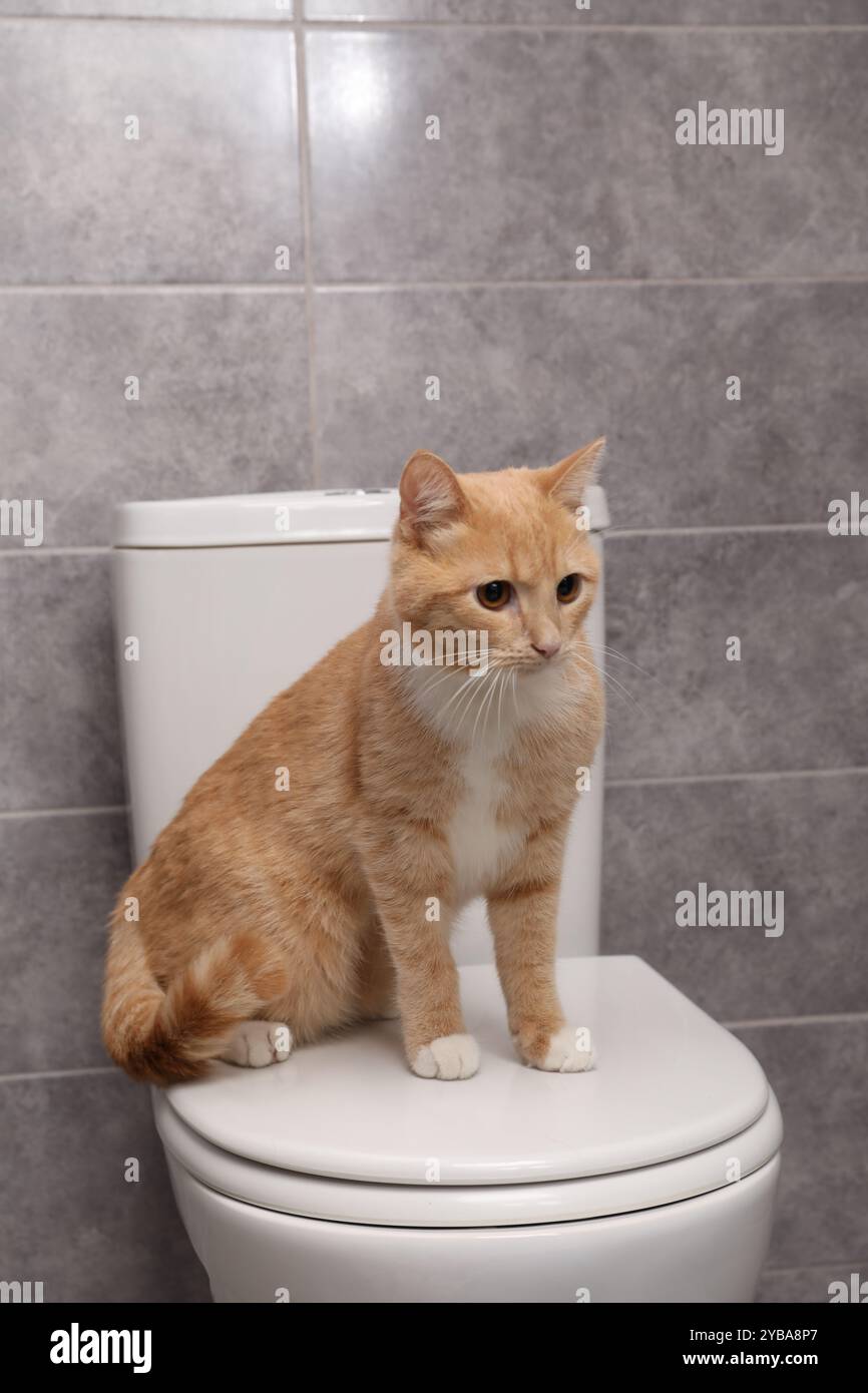Chat mignon assis sur un bol de toilette dans la salle de bains Banque D'Images