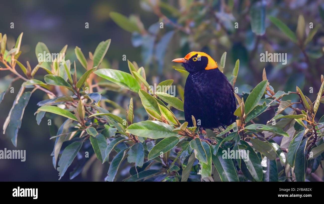 gros plan d'un bowerbird régent mâle perché sur un buisson à o'reillys Banque D'Images