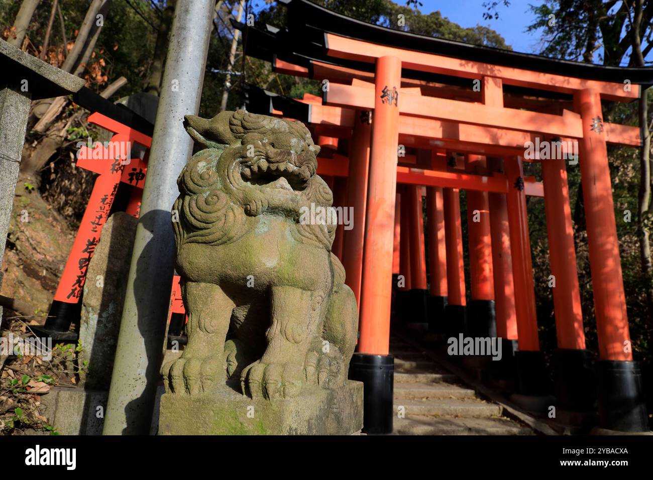 Portes Senbon Torii avec une statue de lion en pierre dans le sanctuaire Fushimi Inari-taisha. Kyoto, Kansai, Japon Banque D'Images