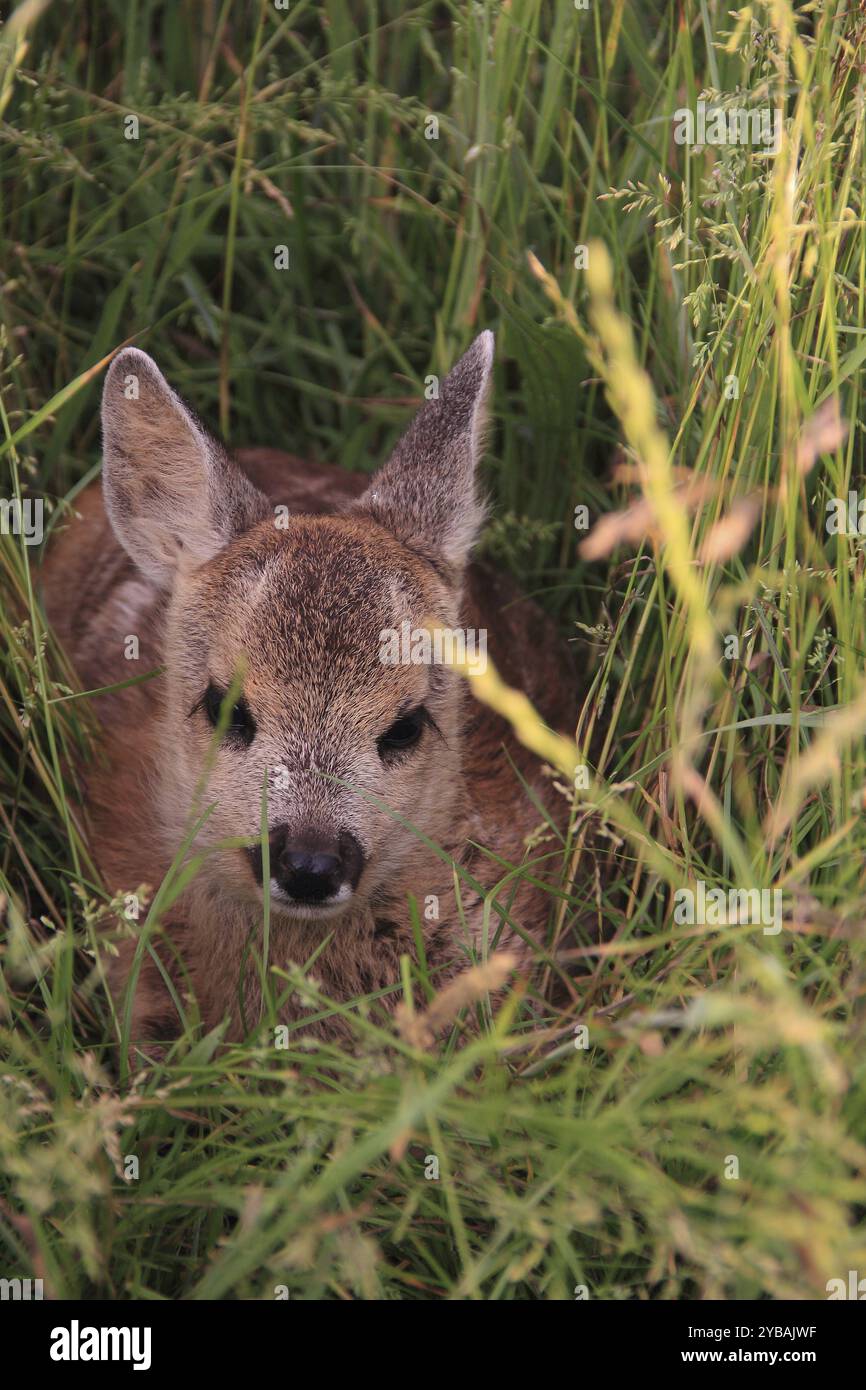 Fawn Banque D'Images