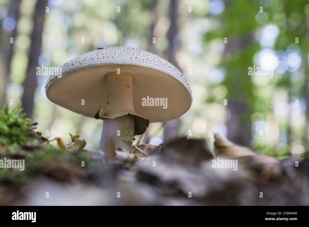 L'Amanita rubescens Banque D'Images