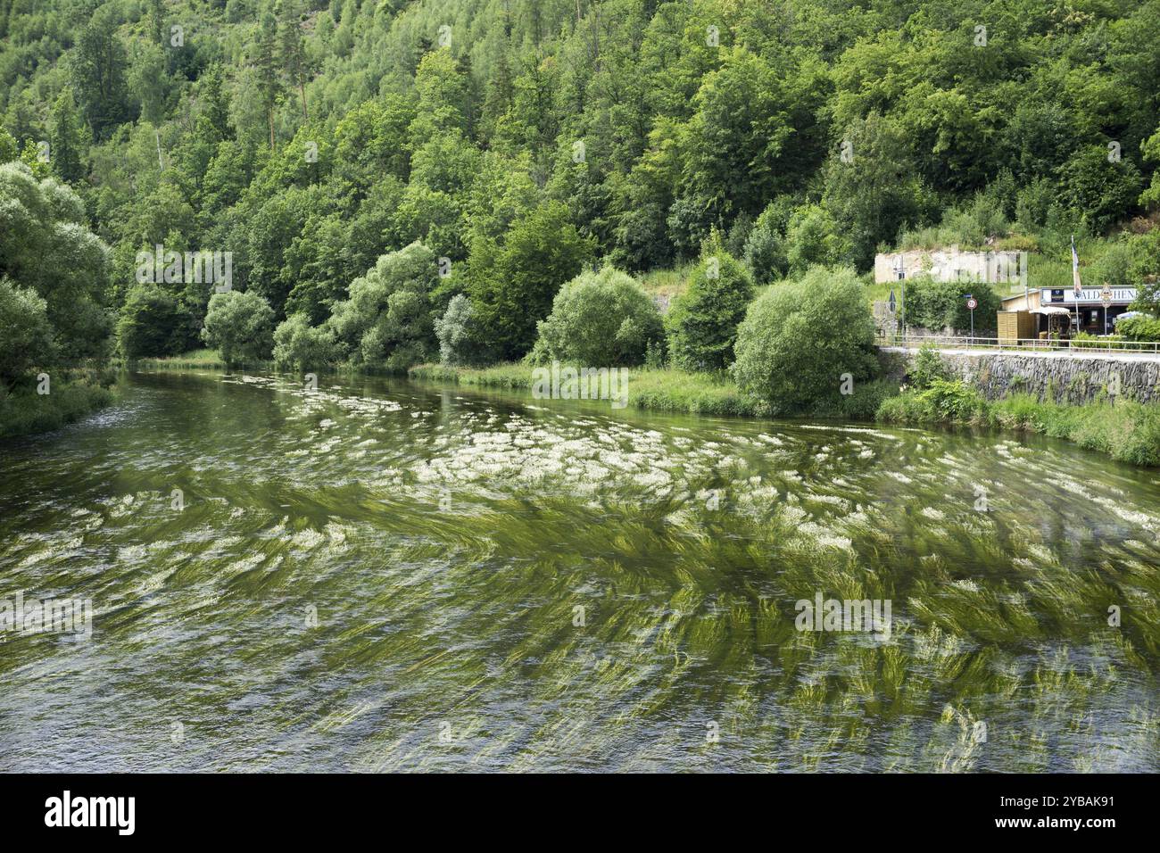 Saale près de Ziegenrueck, rivière Saale en Thuringe Banque D'Images