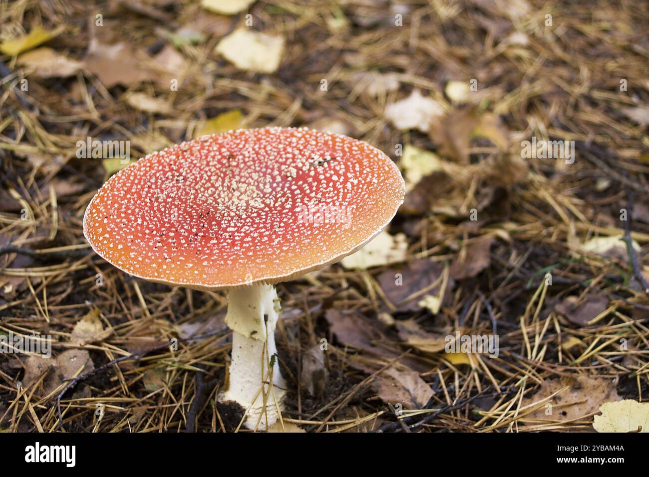 Champignon fligen plus âgé Banque D'Images