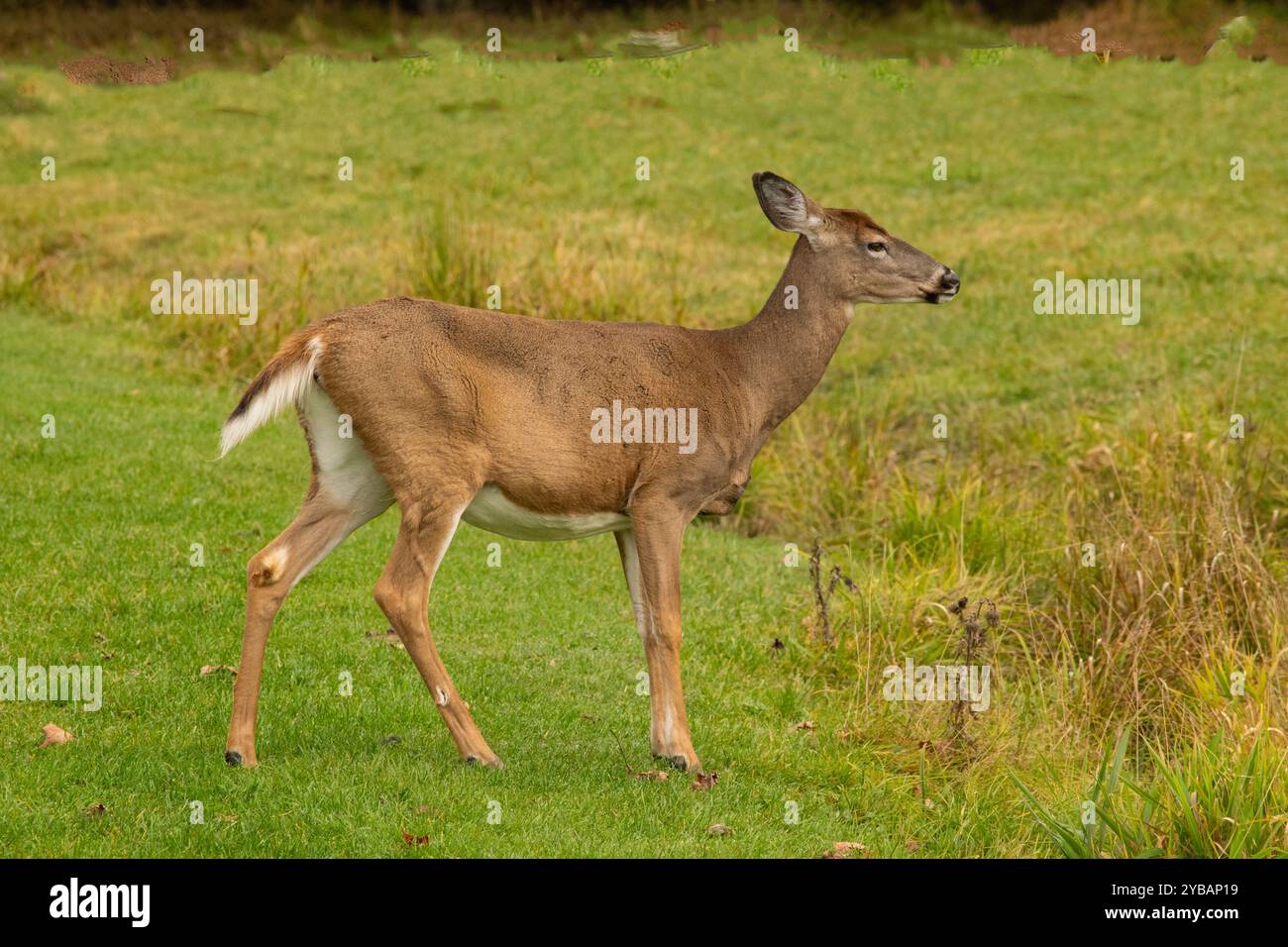 Une biche à queue blanche. Banque D'Images