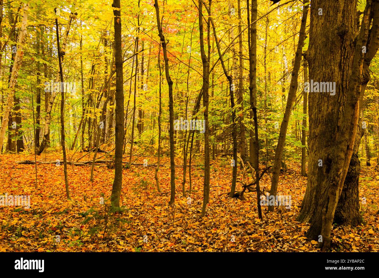Automne dans la forêt. Banque D'Images
