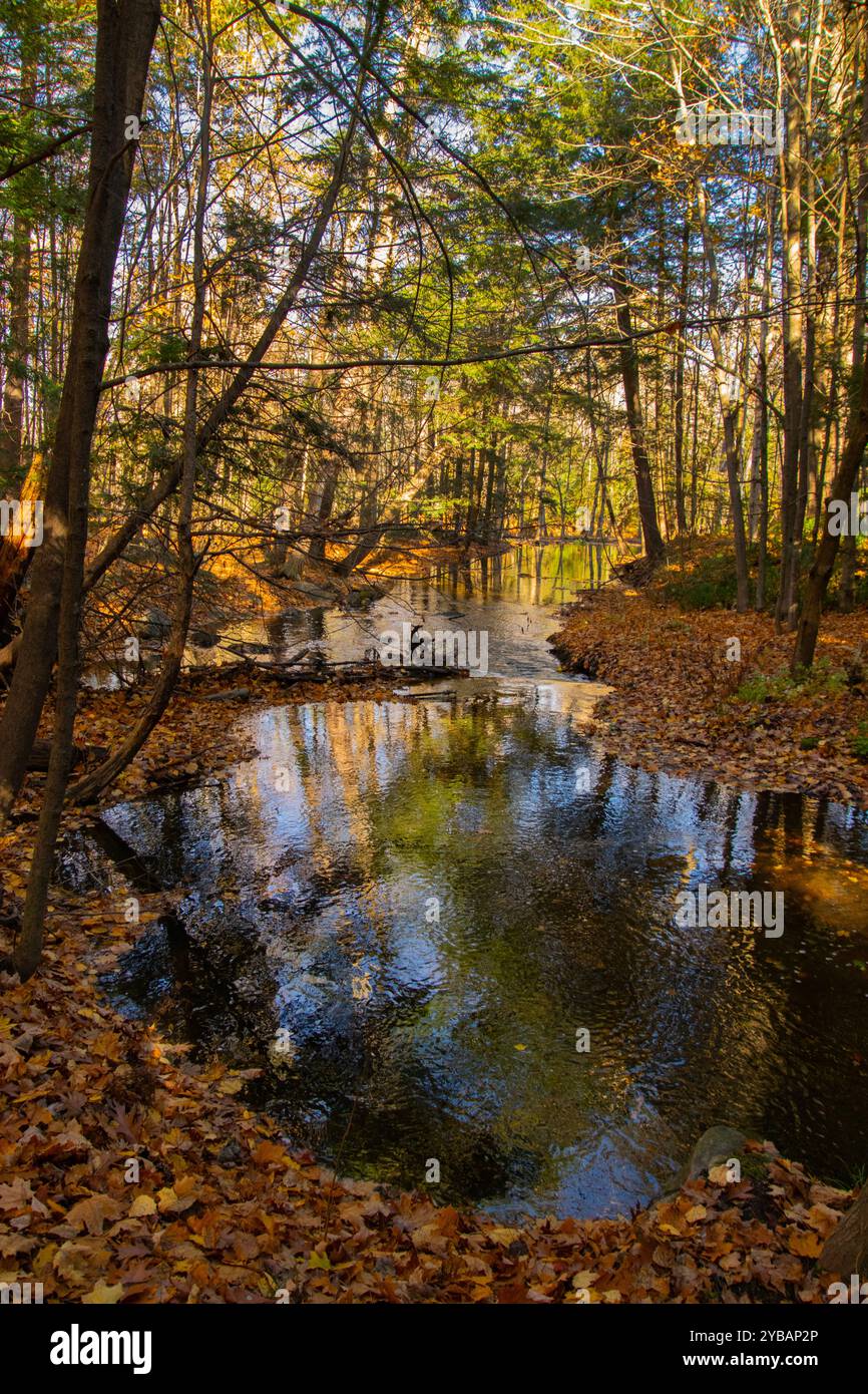 Un ruisseau en automne. Banque D'Images