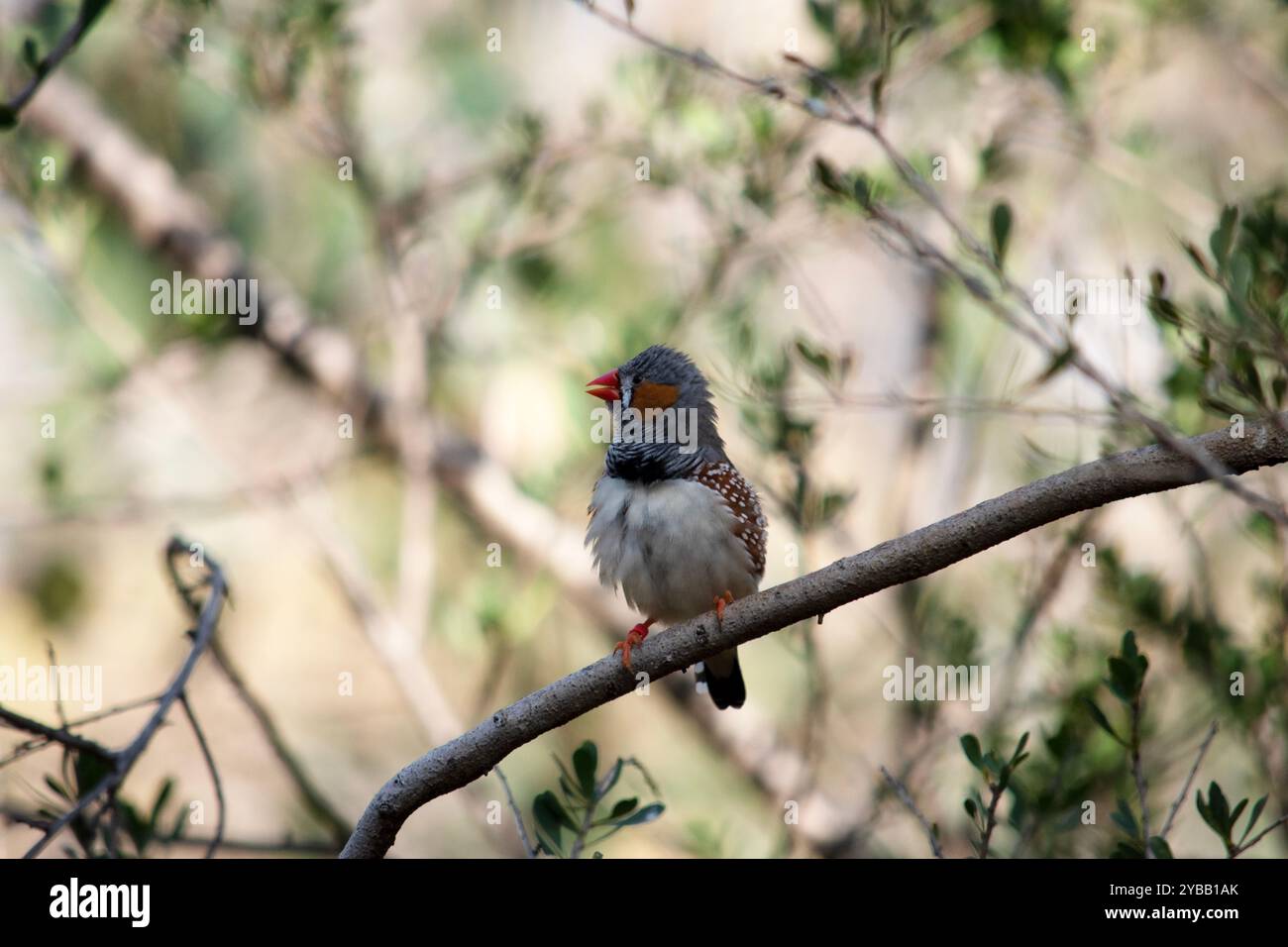 le zèbre mâle finch a un corps gris avec un blanc sous le ventre avec une queue noire et blanche. Il a des joues orange et une bande noire sur son visage Banque D'Images