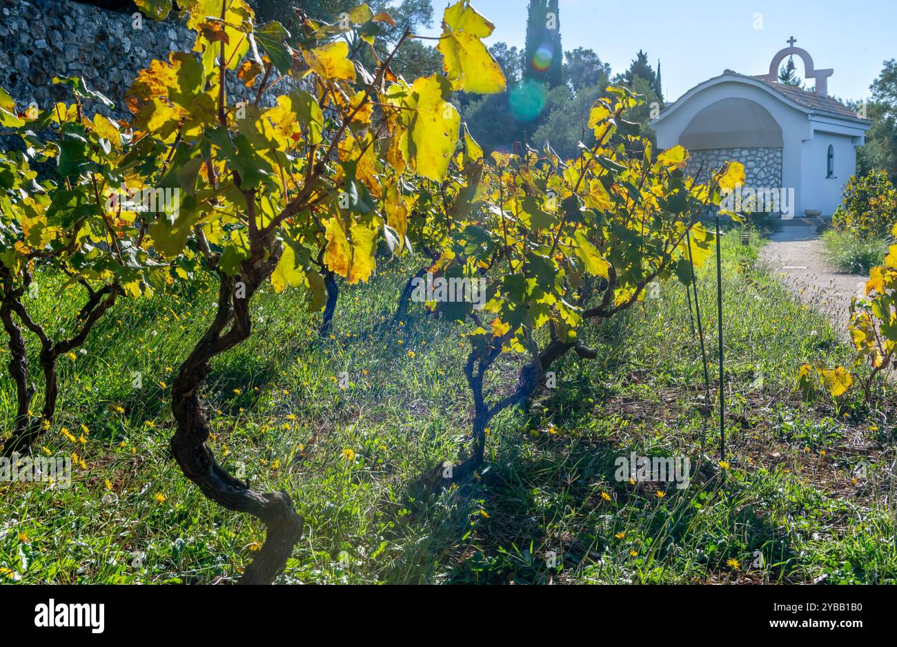Vue rapprochée d'un vignoble dans un fort contre-jour avec une petite église en arrière-plan. Banque D'Images