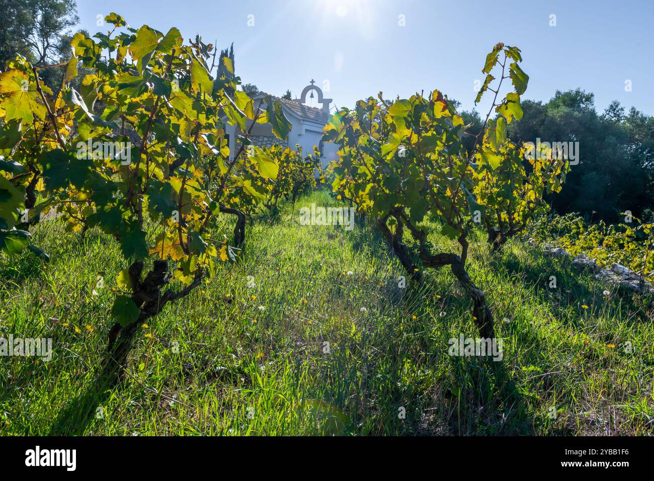 Vue rapprochée d'un vignoble dans un fort contre-jour avec une petite église en arrière-plan. Banque D'Images