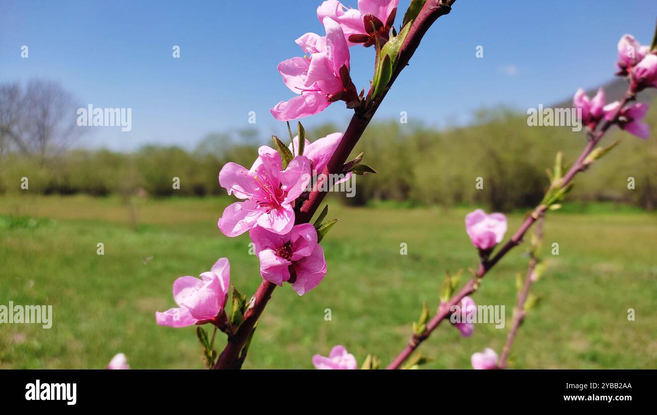 Printemps Miracle. Banque D'Images