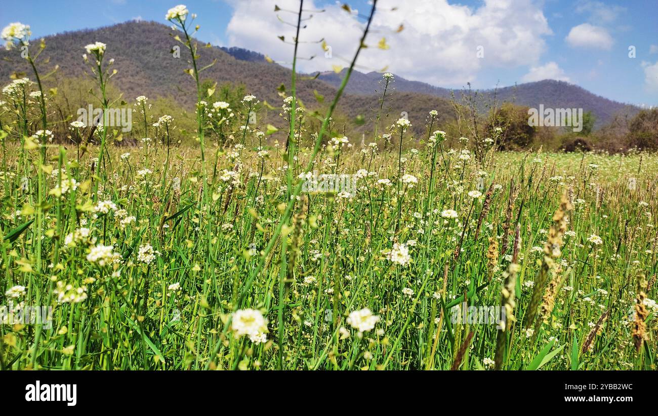 Printemps Miracle. Banque D'Images